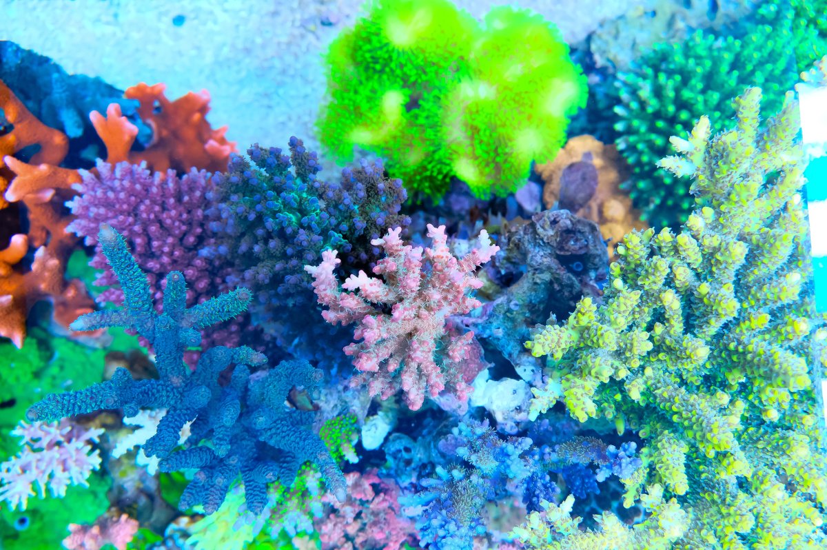 REEF OF THE MONTH - September 2023: Oly's Incredible Acro Reef! | Page ...