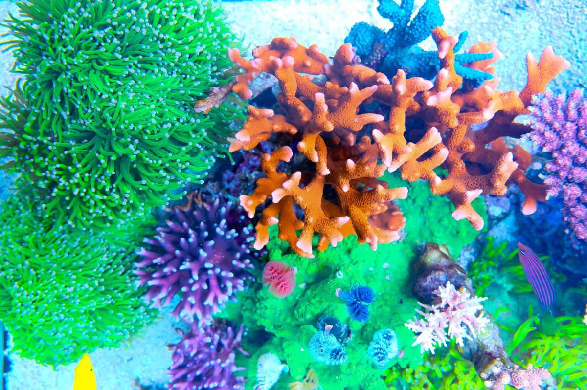 REEF OF THE MONTH - September 2023: Oly's Incredible Acro Reef! | Page ...
