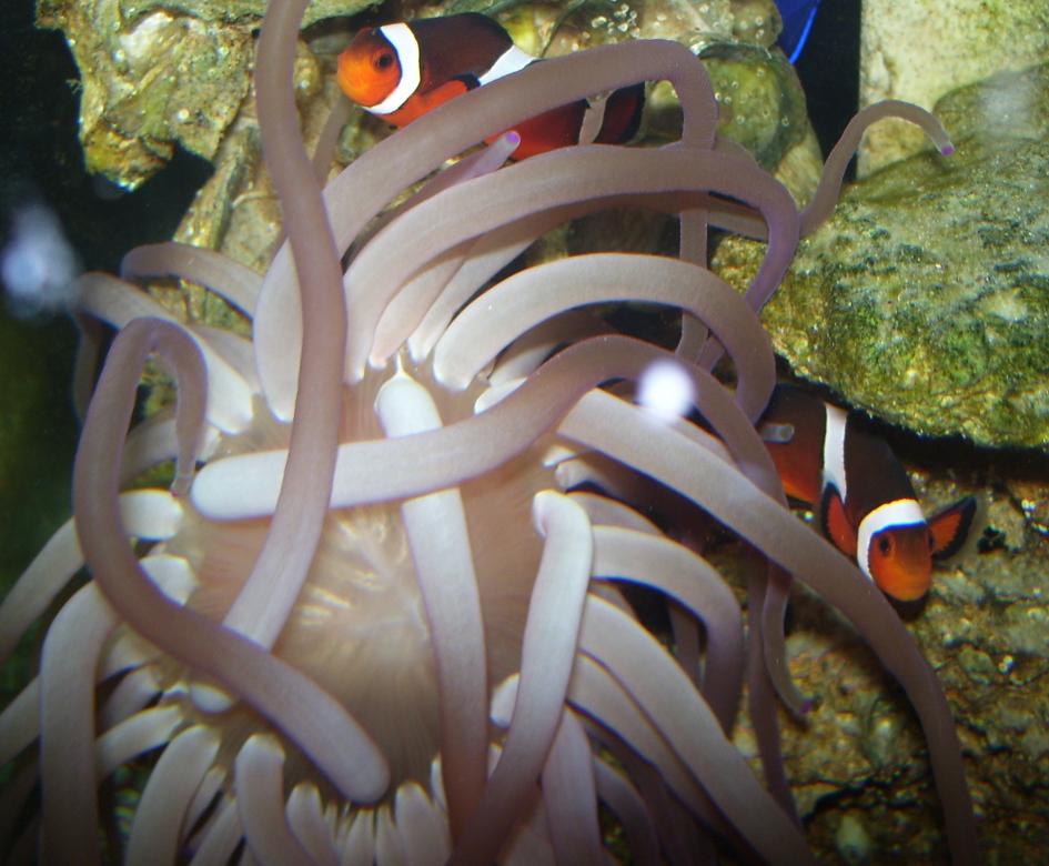 February 2014 Photo of the Month Contest (Bonded/Mated Fish Pairs ...