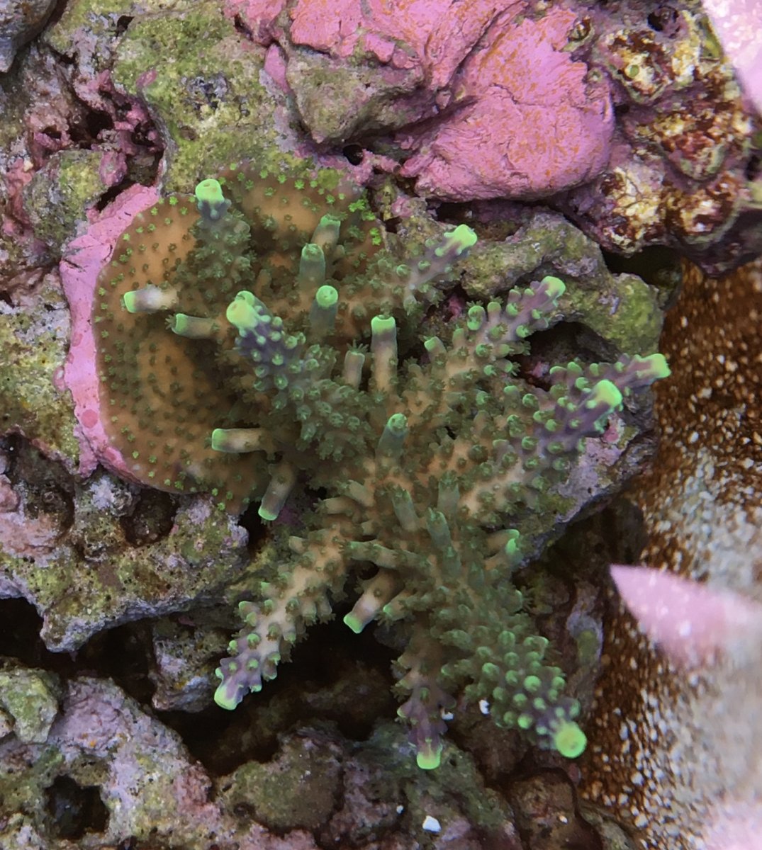 Zeovit reef tanks of the world | Page 20 | Reef2Reef
