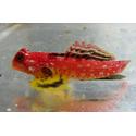 10152_ruby-red-dragonet_1_thumb.jpg