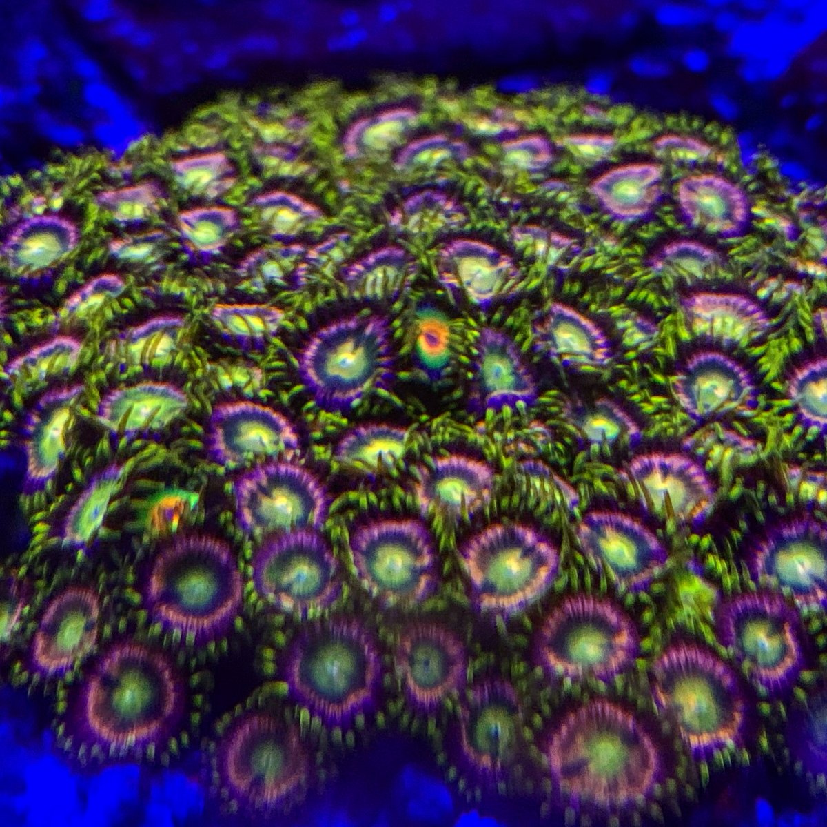 1018409C-3950-4B8A-993E-9A152CA4A6C1.jpeg
