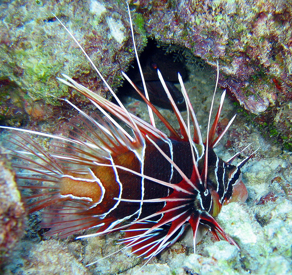 1024px-Clearfin_Lionfish.jpg