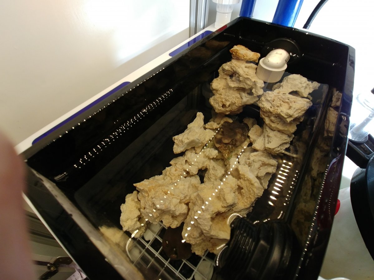 Cryptic Zone for Sponges in the Sump/Refugium | Page 2 | REEF2REEF ...