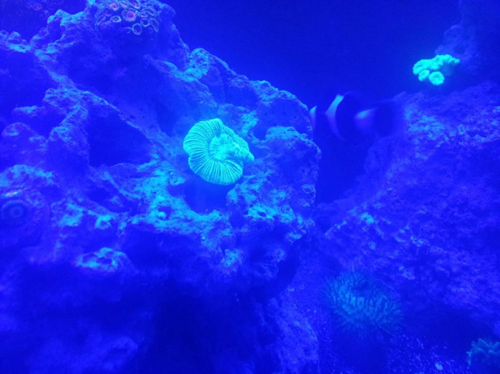 11 coral.jpg