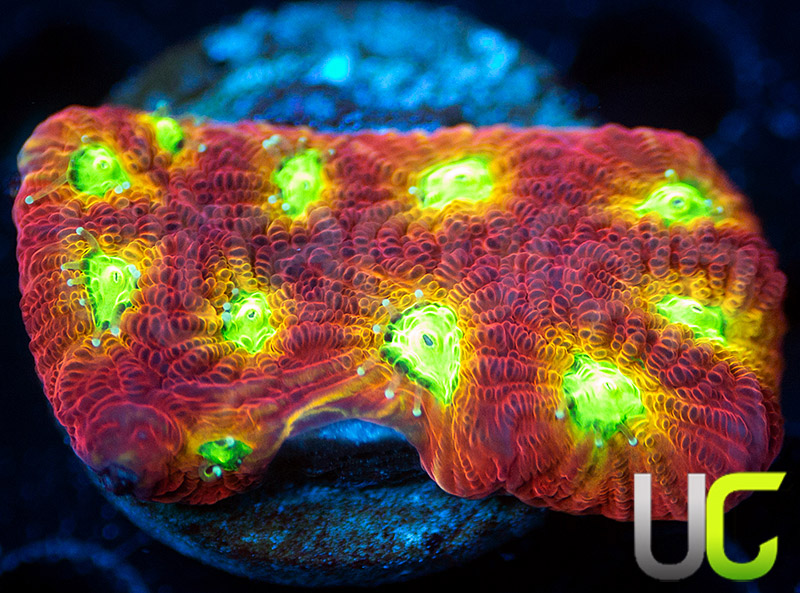 115-353-CB-Jelly-Belly-Favites-B205.jpg
