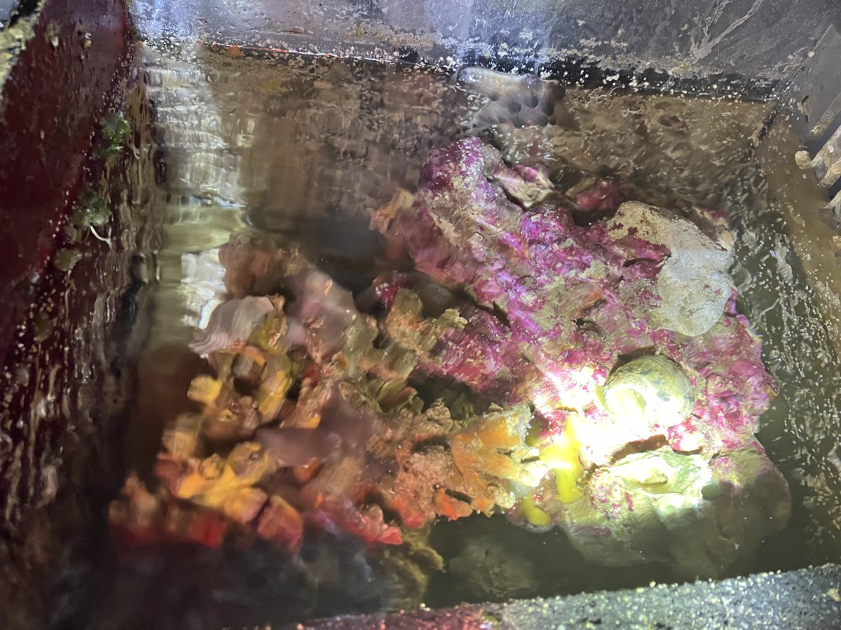 Opinion/rant: Sump designs are overcomplicated | Page 6 | Reef2Reef