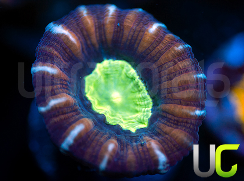 118-229-UC-Space-X-Candy-Cane-B65.jpg