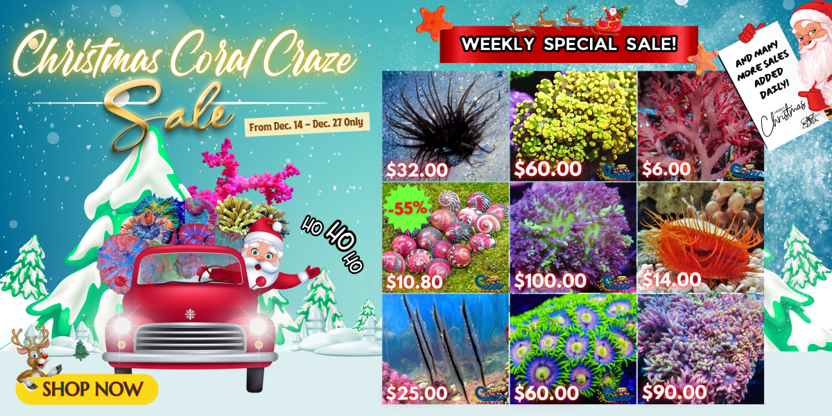 12.14.23 Christmas Coral Craze Sale Website Banner (1).png