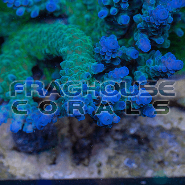 12 WT Fiji Powder Blue Acro coral reef LPS SPS  aquarium saltwater fraghouse.png