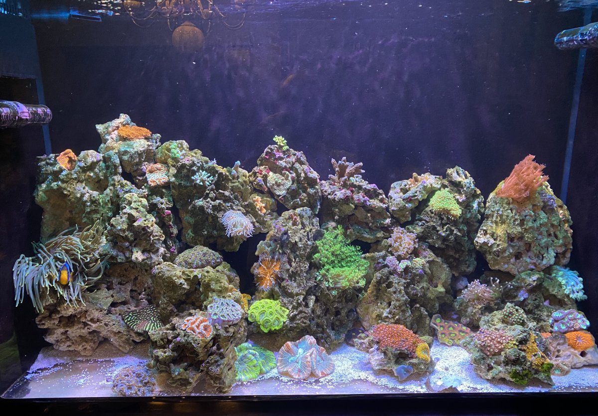 120 mixed reef 2.jpg