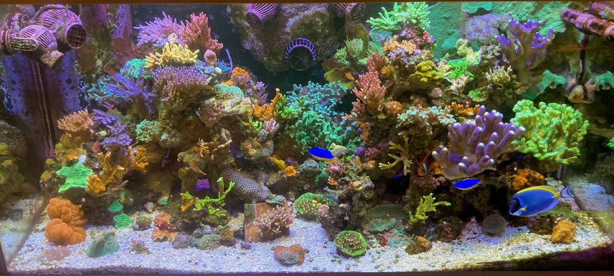 120 mixed reef full daylight.jpg
