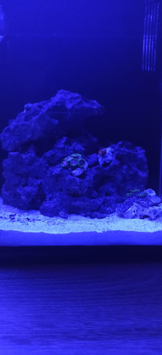 I want to see your AQUASCAPES | REEF2REEF Saltwater and Reef Aquarium Forum