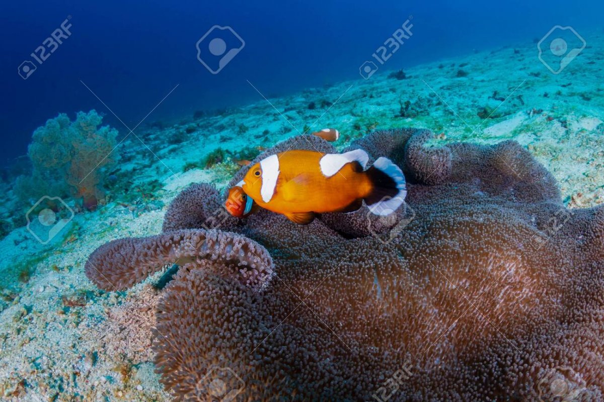 127523498-a-family-of-beautiful-saddleback-clownfish-amphiprion-polymnus-in-a-carpet-anemone-o...jpg