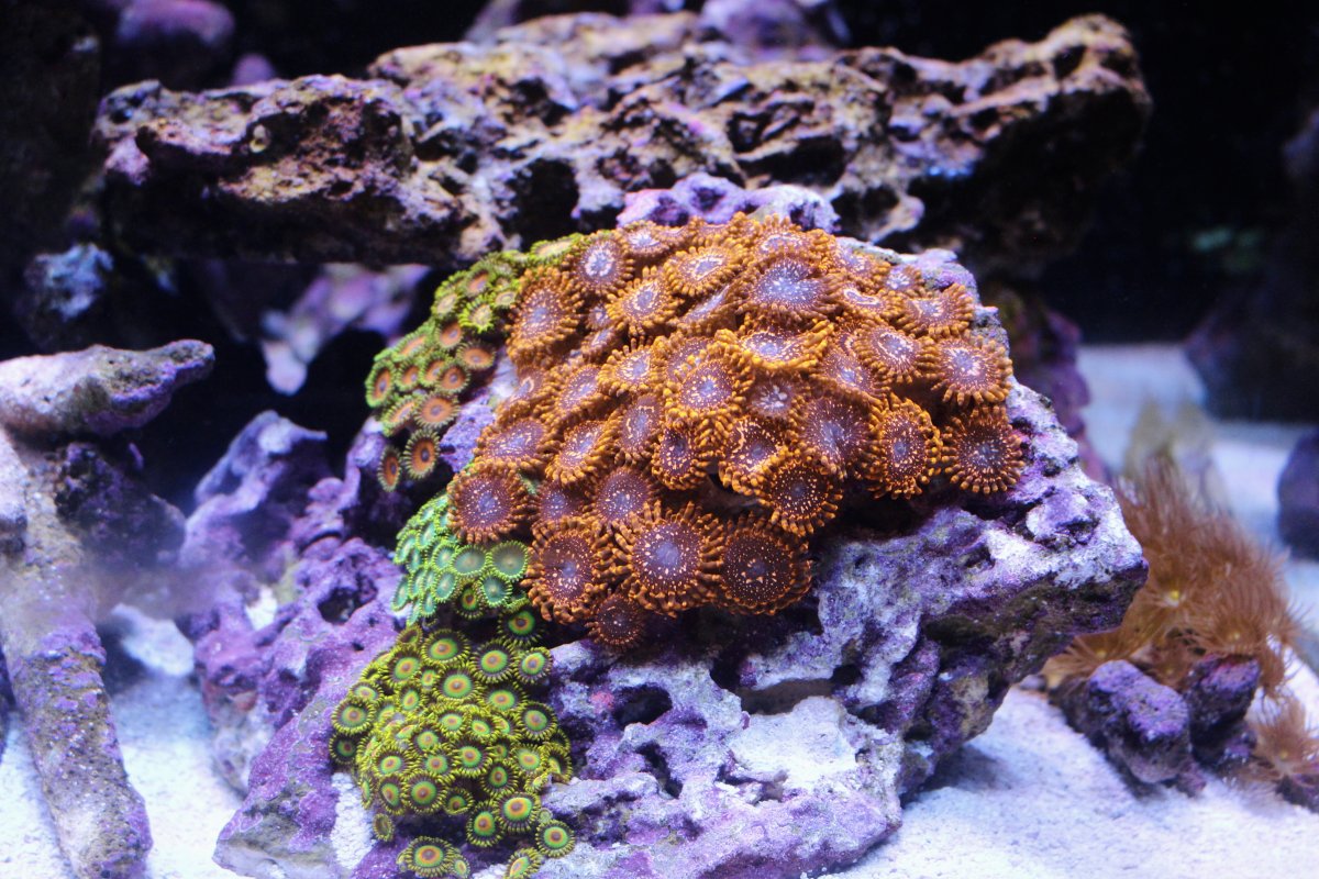 220 Gallon Reef Display Tank | Reef2Reef