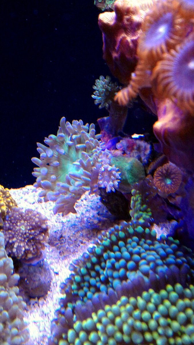 12g Coral Grouping3_060120.jpg