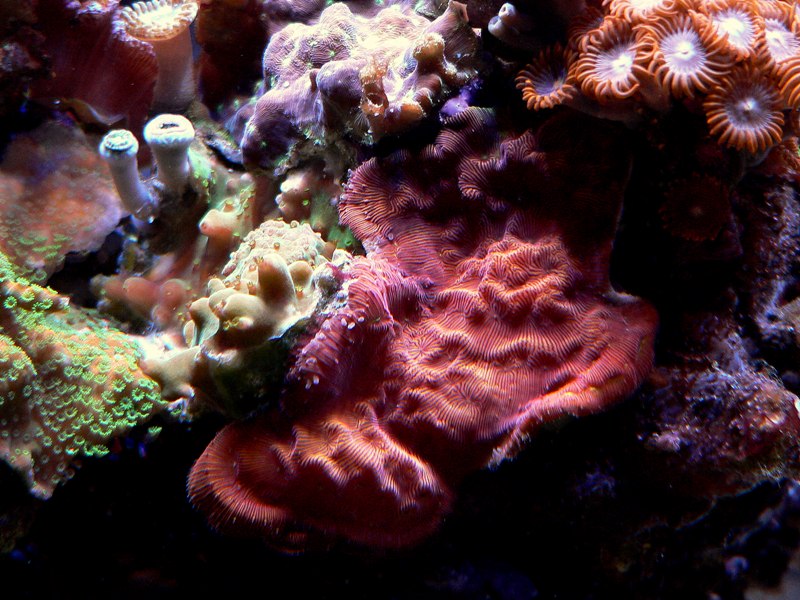 12g Coral Interaction Detail.jpg