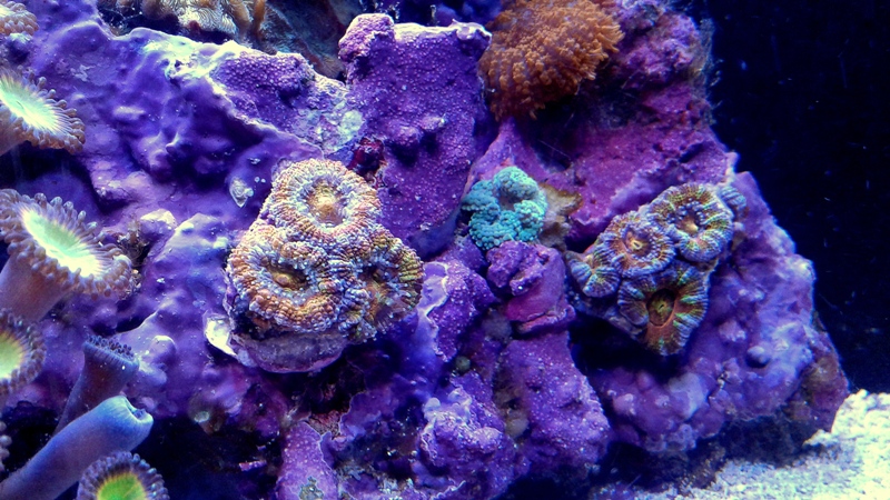 12g Right Side Acan Wall_070219.jpg