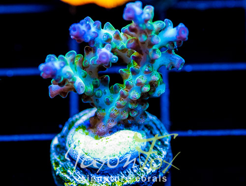 JF 12TH ANNIVERSARY LIVE SALE!!! | REEF2REEF Saltwater and Reef ...