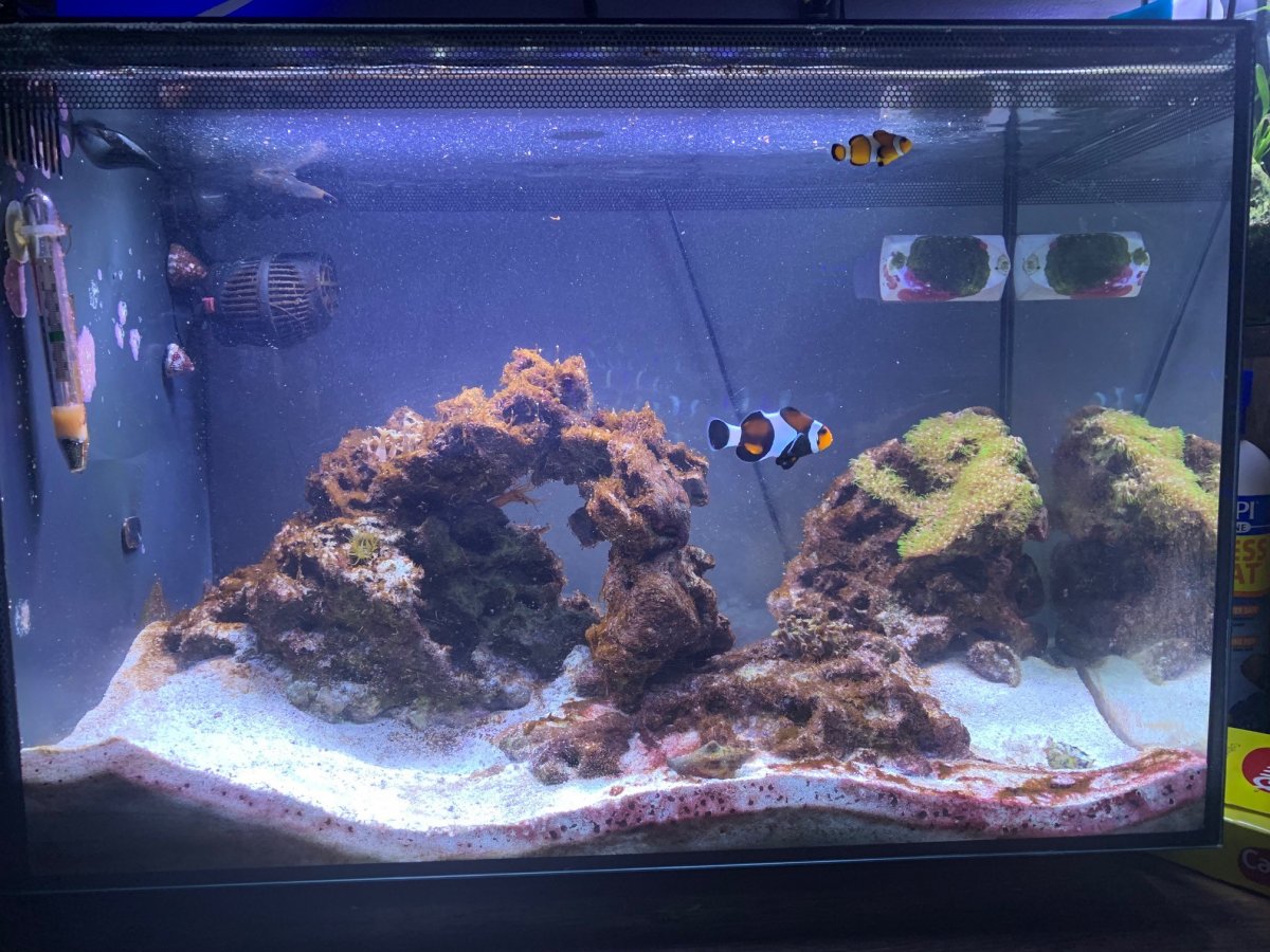 13.5 fish tank .jpg