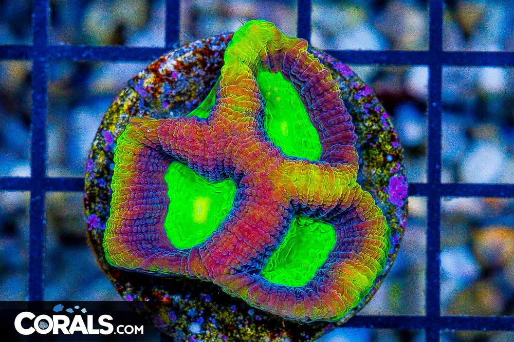 **CRAZY Rainbow Lord Frags! All New Frags & Frag Packs Update!** New ...