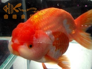 1305292322bbaa87fea01b50a3.jpeg