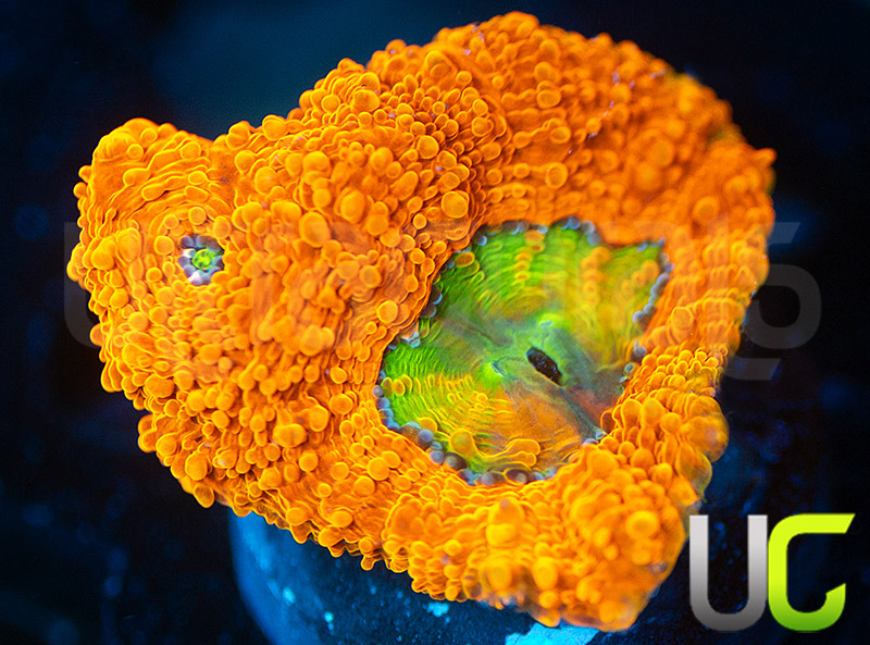 131-332-OG-Pumpkin-Patch-Acan-Echinata-B87.jpg