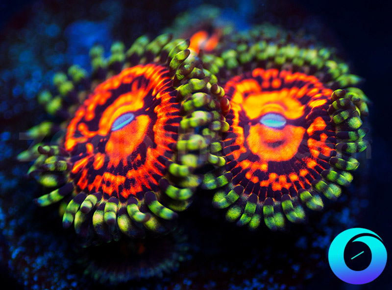 135-260-CC-Flaming-Brohican-zoa-B31.jpg