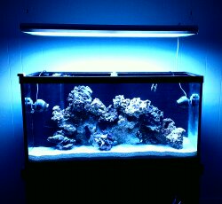 My 90 gallon reef aquascape.  REEF2REEF Saltwater and Reef Aquarium Forum
