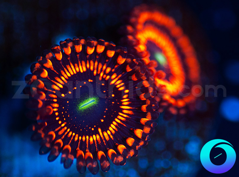 143-322-WWC-Illuminati-zoa-B59.jpg