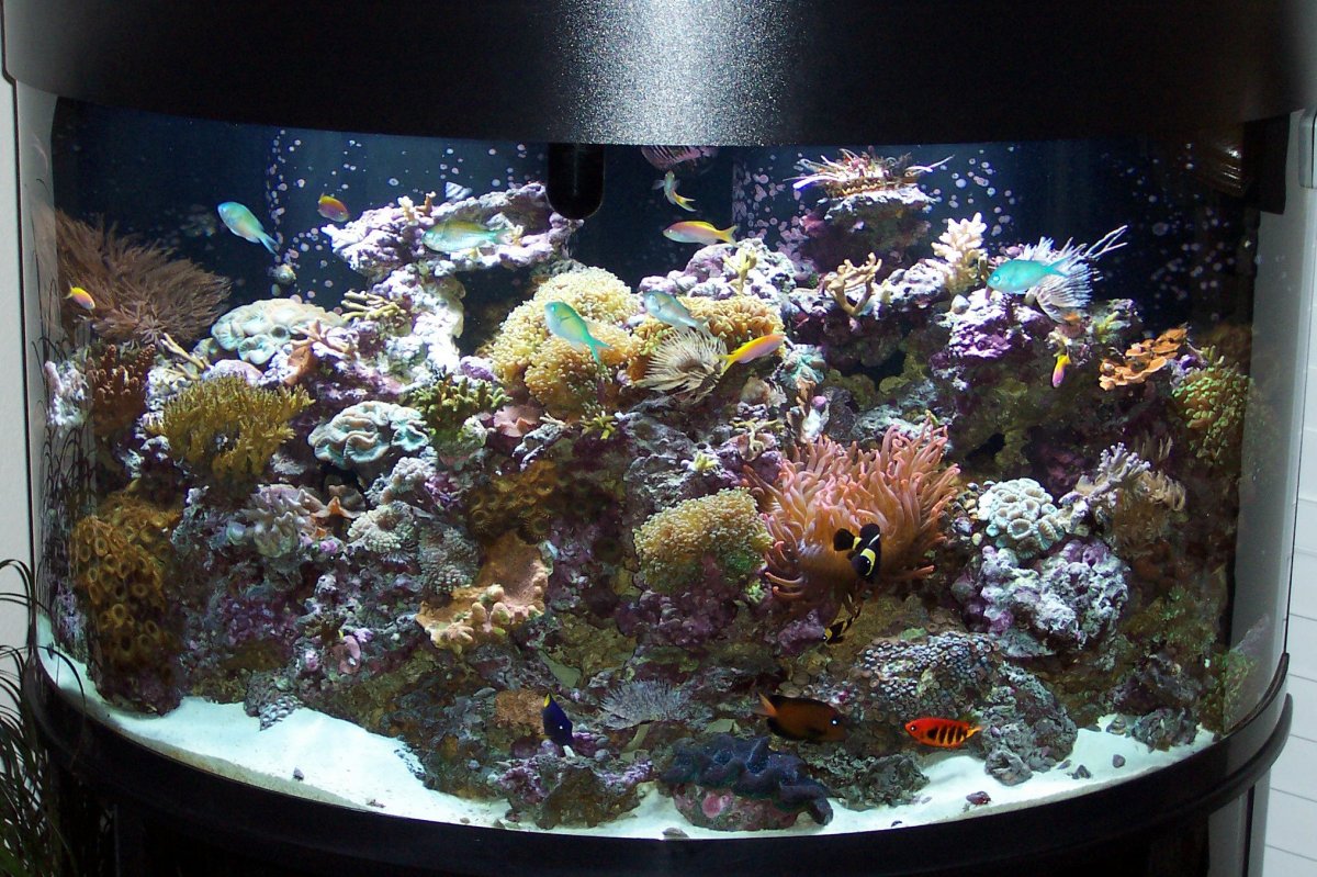 144 reef.jpg