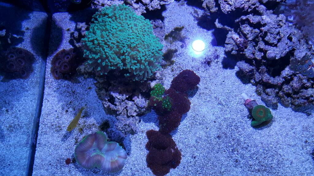 Deep Blue 80 Gallon Rimless Setup | Reef2Reef
