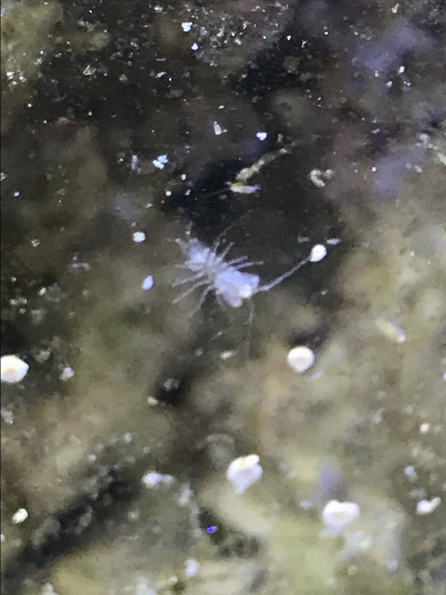 Unknown Microfauna | Reef2Reef