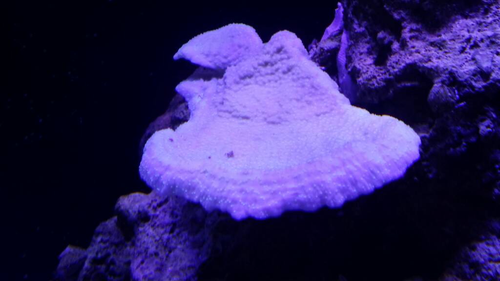 Aqua forest progression | Reef2Reef