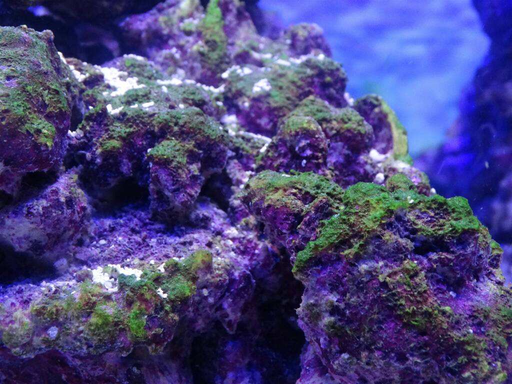 My Real Reef Rock is covered by lime green algae
