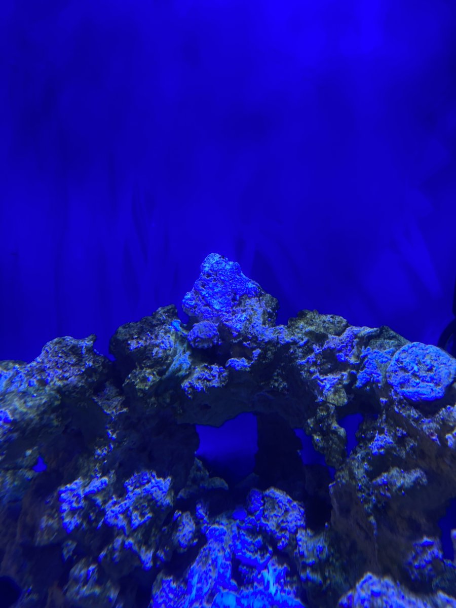14D18261-74C9-4281-84B6-E53CF29460EE.jpeg