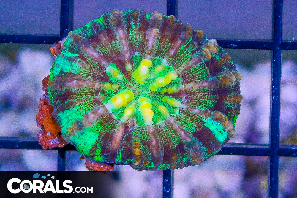 Ultra Aussie Scloymia Coral main image 1