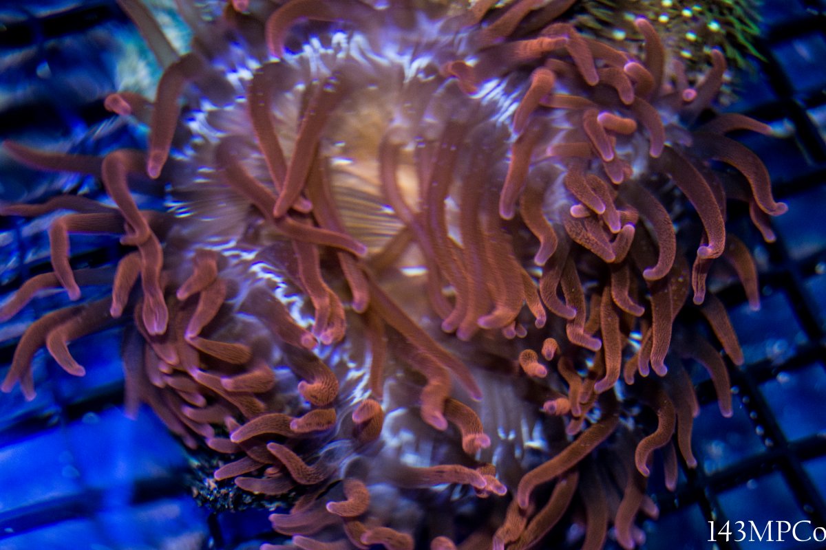 150g-25.jpg