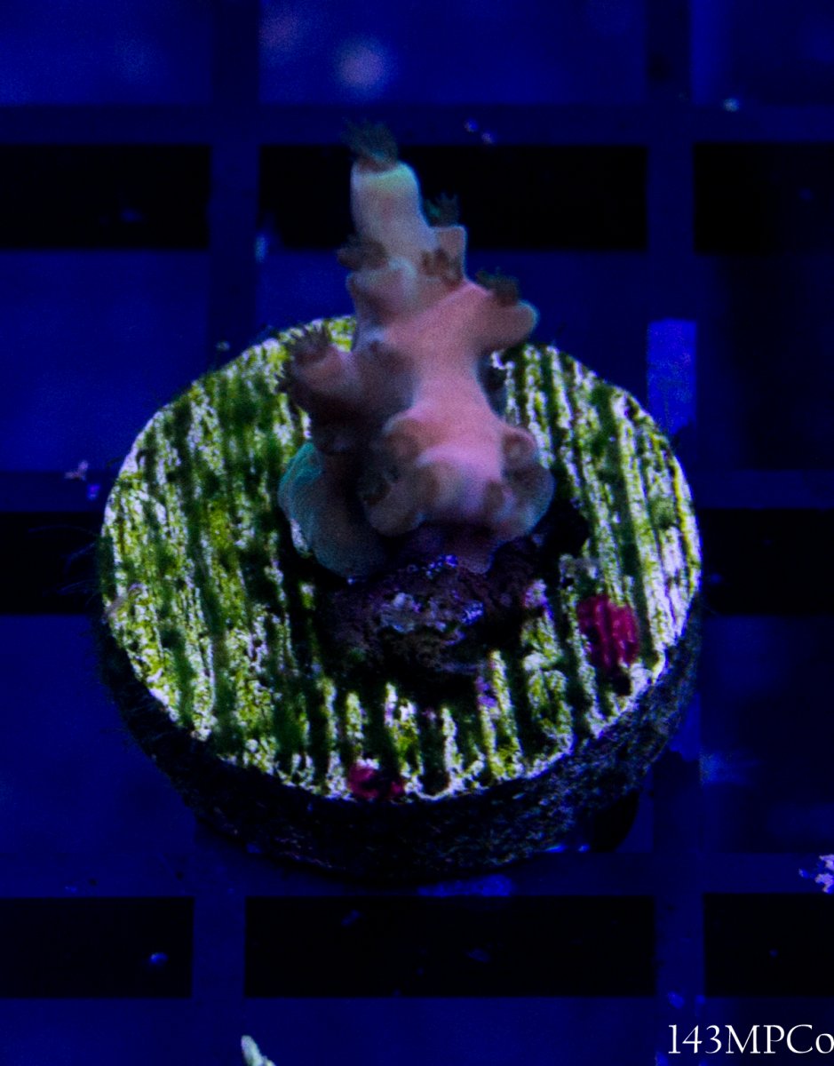 150g-30.jpg