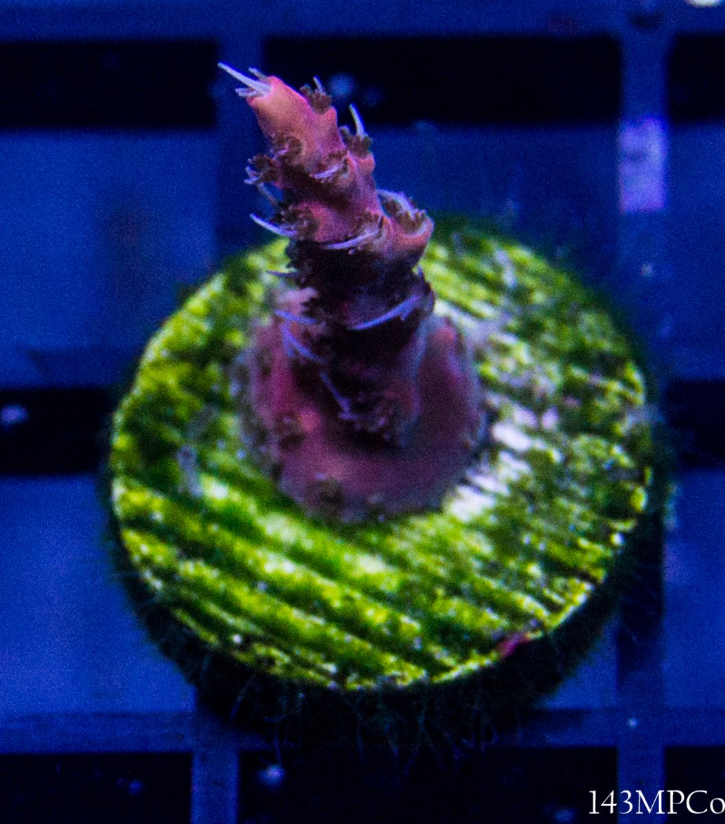 150g-32.jpg