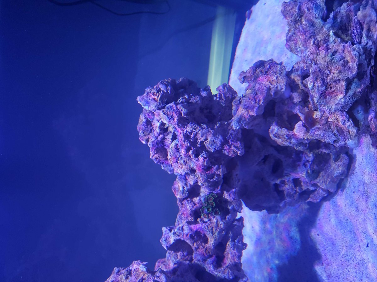 Brown algae and false nitrate and phosphates readings ...