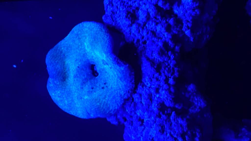 Help my. Toadstool | Reef2Reef