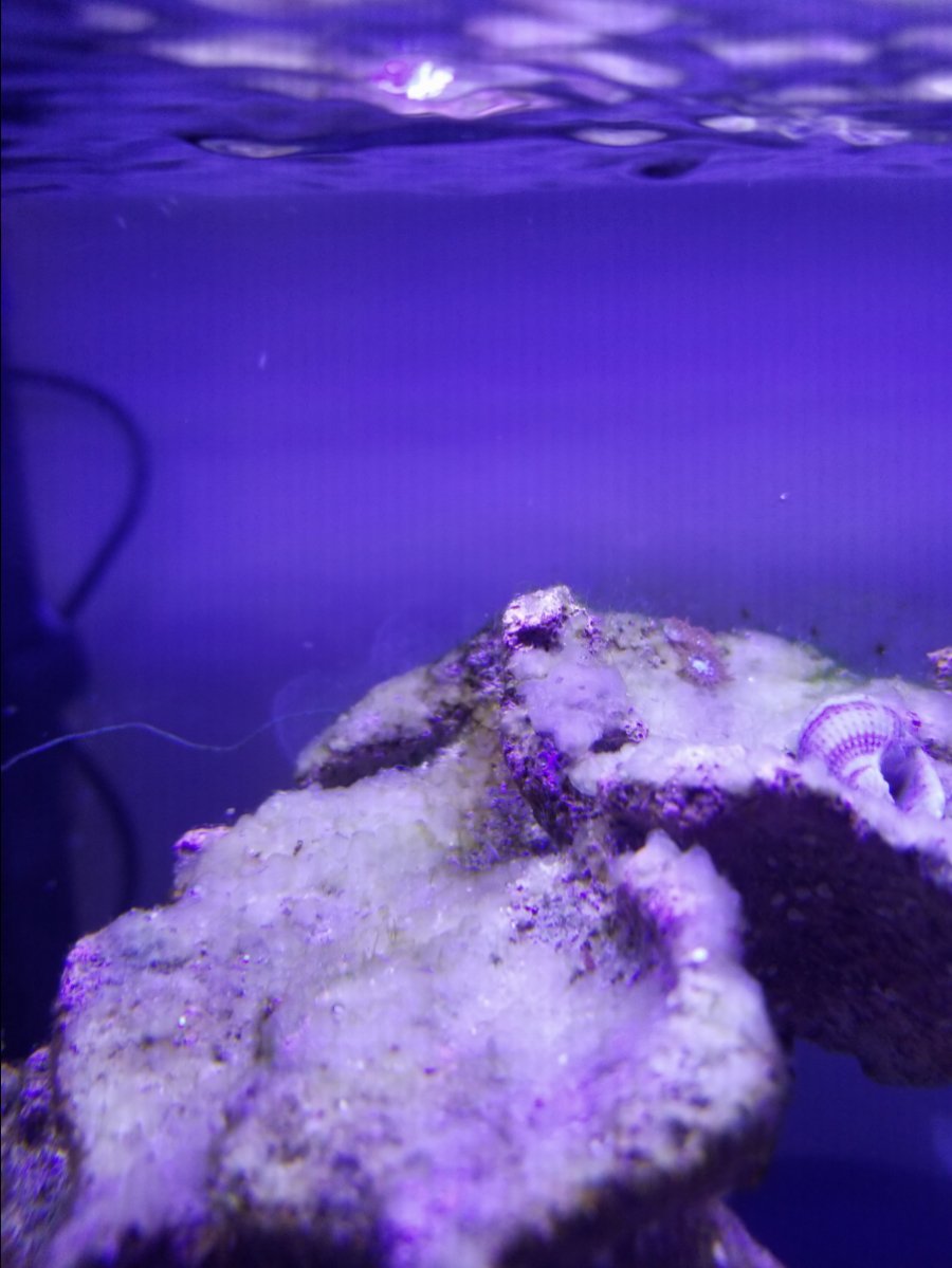 White slime?  REEF2REEF Saltwater and Reef Aquarium Forum