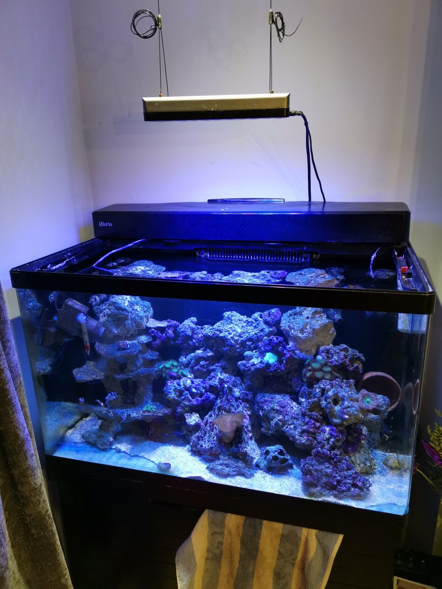 Red Sea Max 250l - LED Lighting upgrade Advice and help REEF2REEF Saltwater and Reef Aquarium