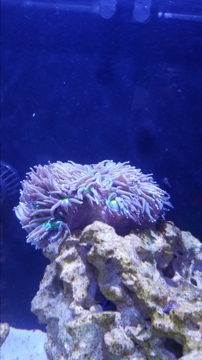 Elegance coral | REEF2REEF Saltwater and Reef Aquarium Forum