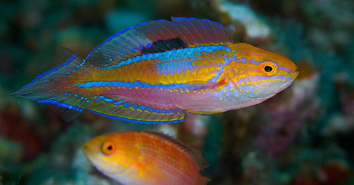 15573_crescent-tail-fairy-wrasse-adult_1.jpg
