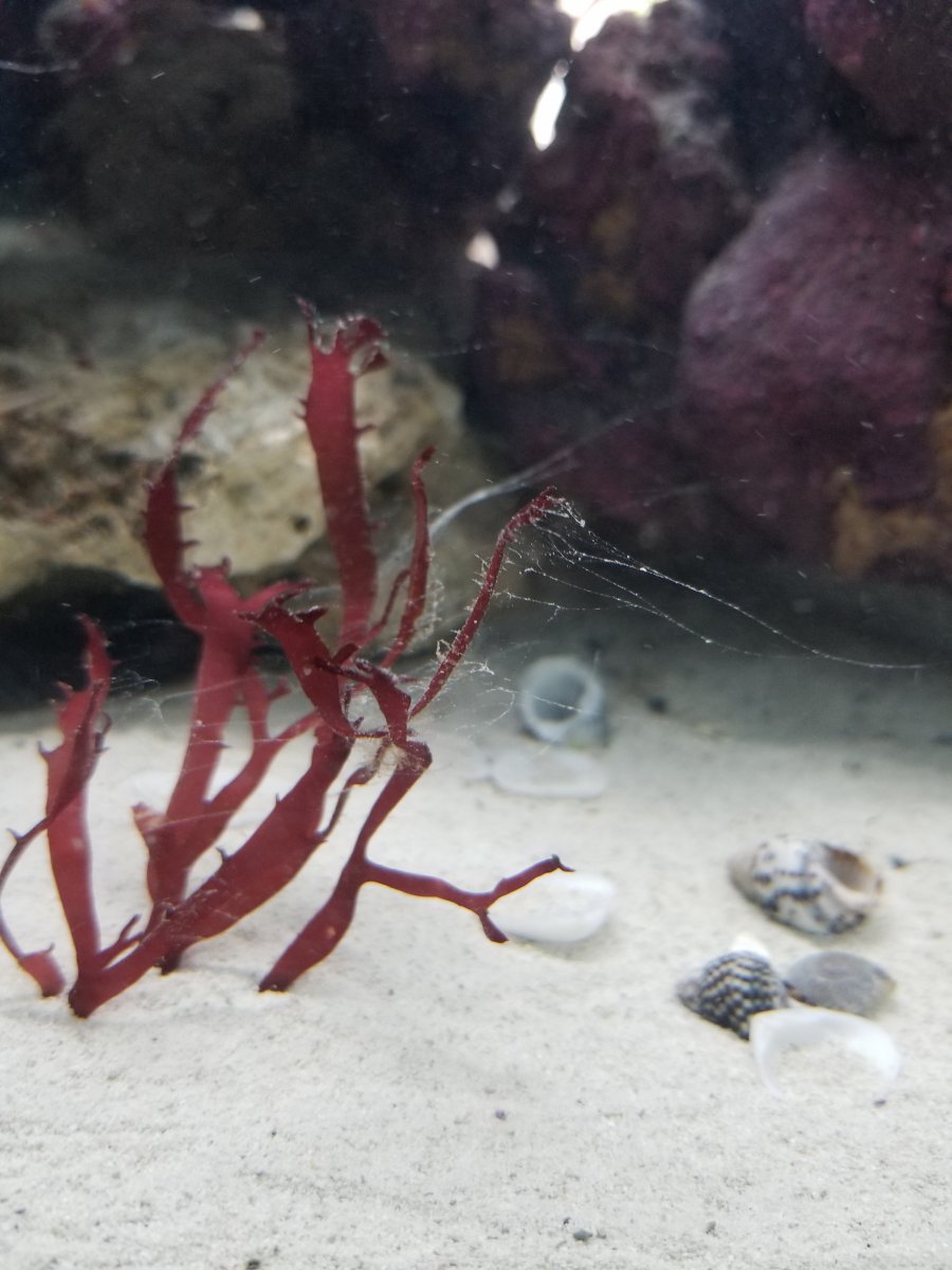 White thin spider web type string REEF2REEF Saltwater and Reef