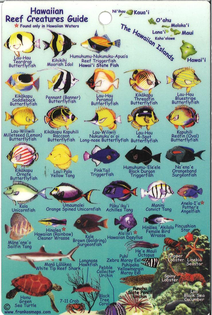 Oahu Fish Chart