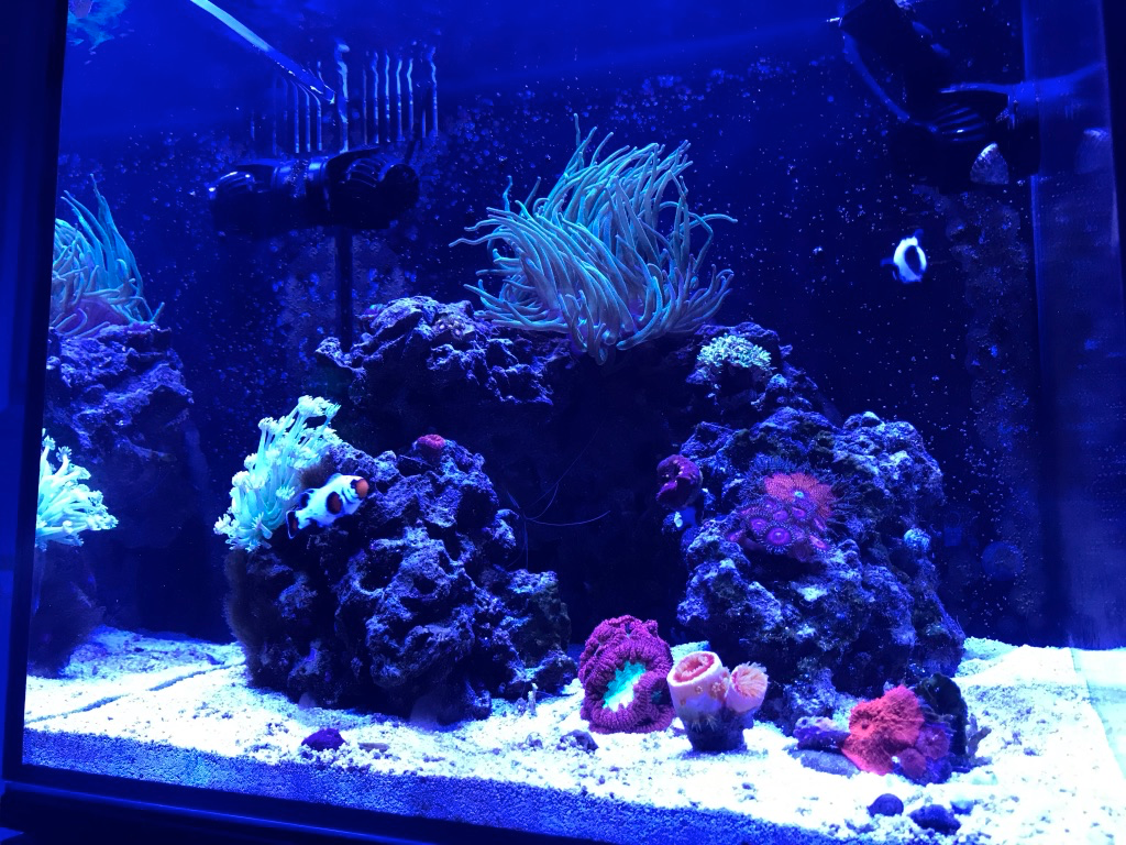 25 deals gallon aquarium