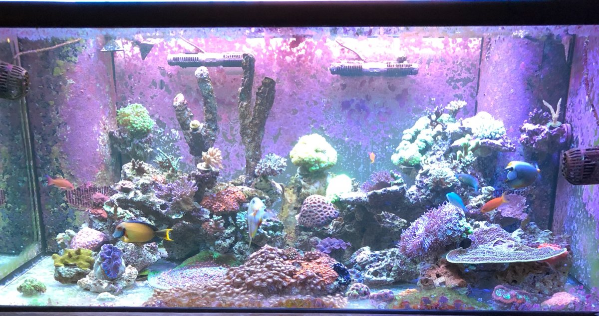 1000 Sprawdzian Z Przyrody Klasa 4 Dział 5 Reef Tank 365 Featuring Matthias7's 250 Gallon Deep Dimension Tank